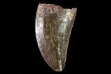 Serrated, Juvenile Carcharodontosaurus Tooth #80674-1